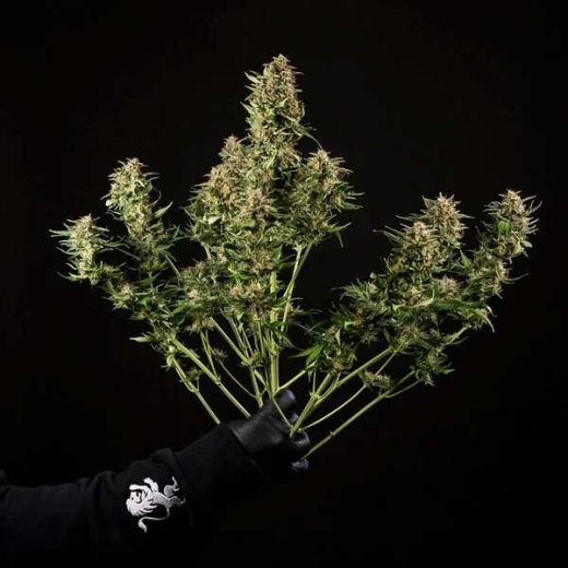 Seeds Auto (Autoflower Sativa)